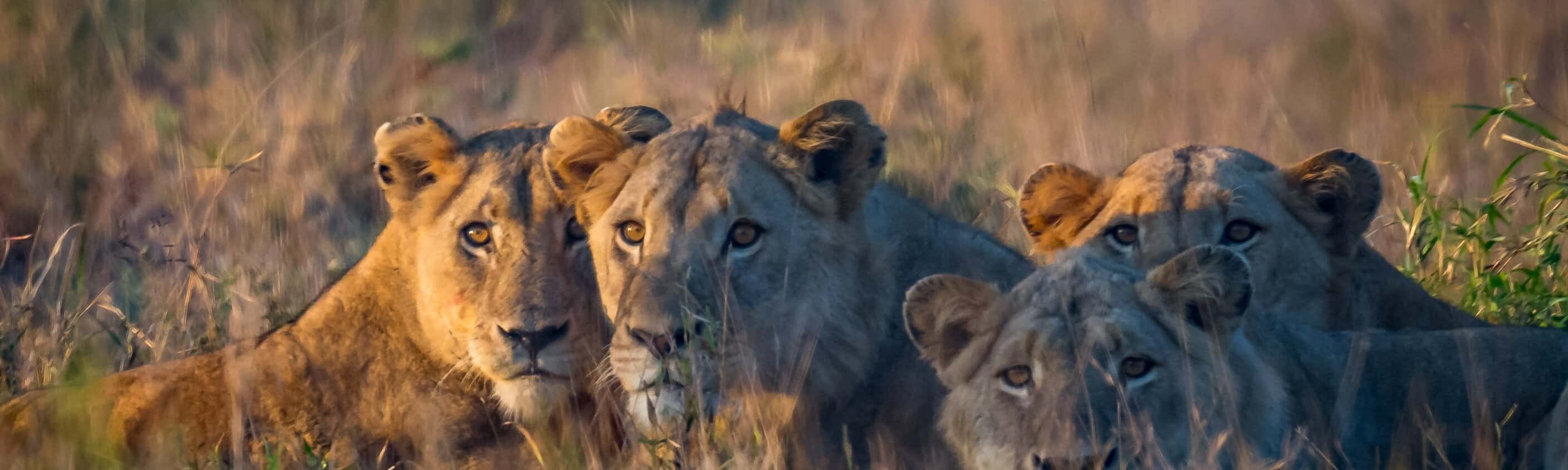 Südafrika: "Hakuna Matata"