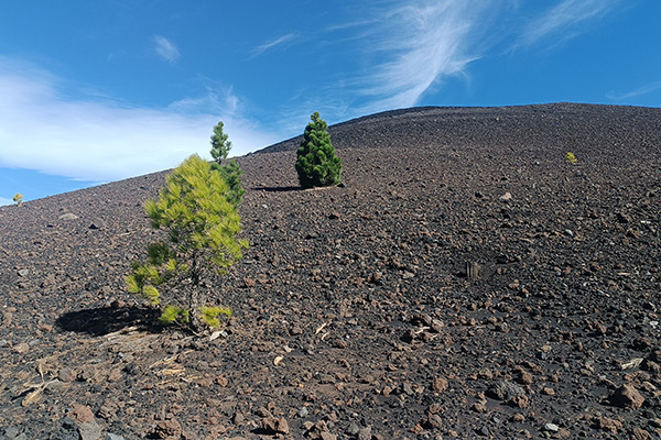 Karge Vegetation in karger Vulkanlandschaft