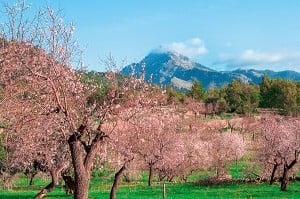 Rosa-farbene Mandelblüten Mallorca