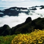 Die Blumeninsel Madeira