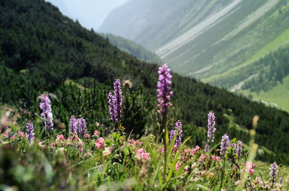 Alpenblumen im Lechtal