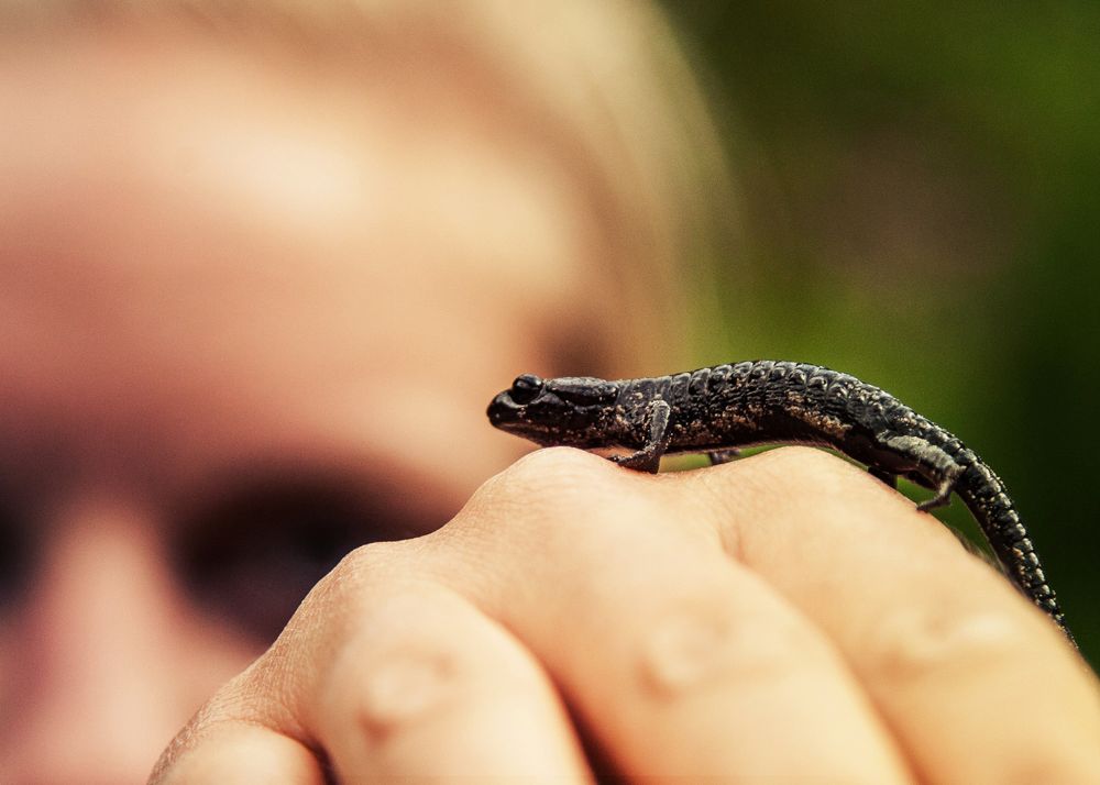 Tiere am E5: Der Alpensalamander