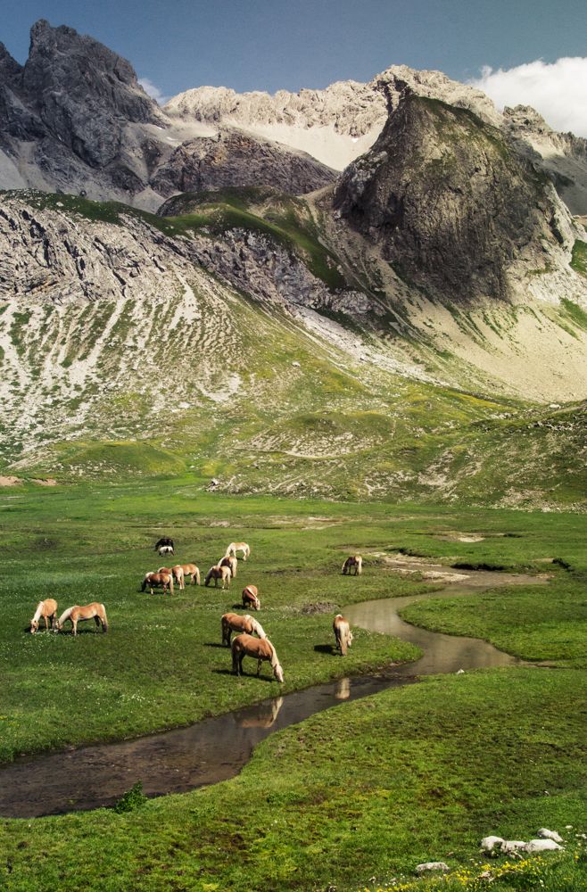 Die Pferde an der Memminger Hütte am E5