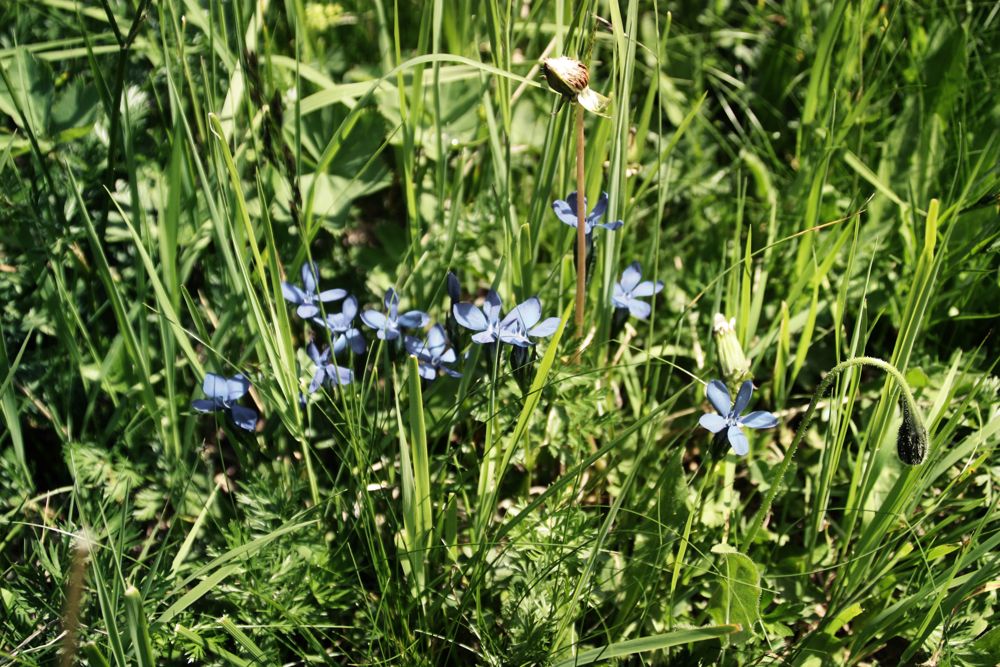 Frühlingsenzian am Wegesrand des E5