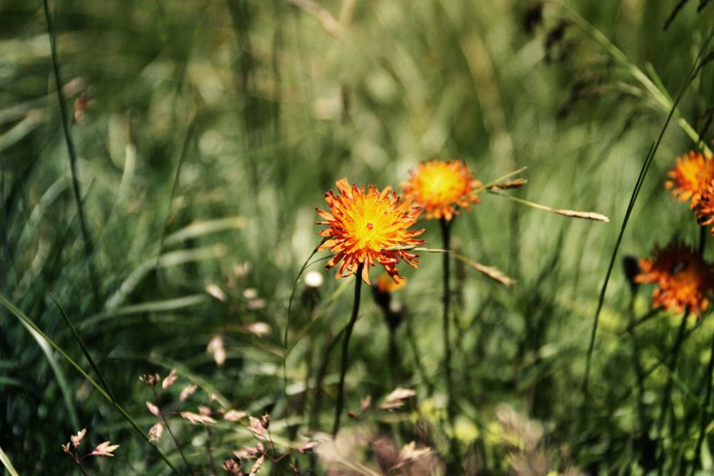 Goldpippau am Wegesrand