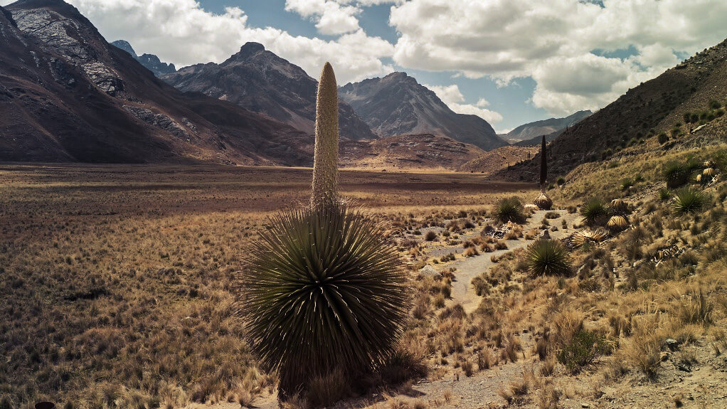 Riesenbromelie Puya Raimondii
