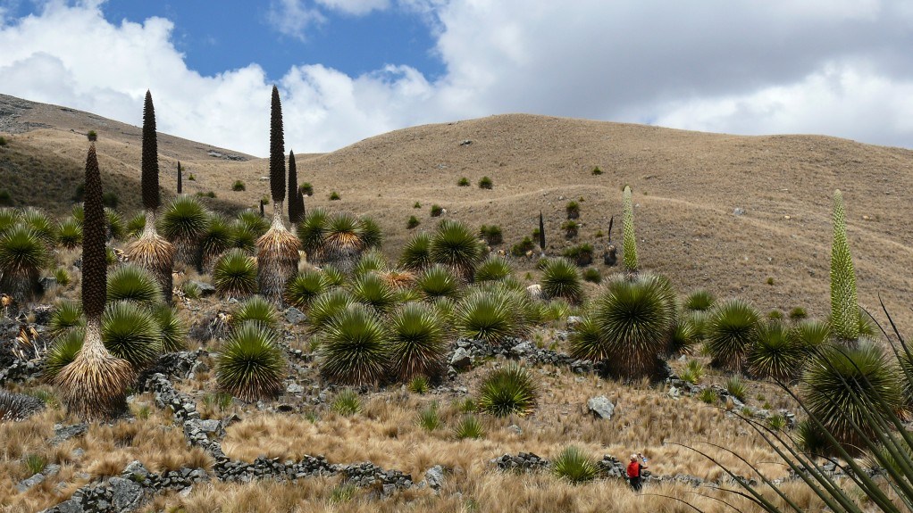 riesenbromelien-puya-raimondii1