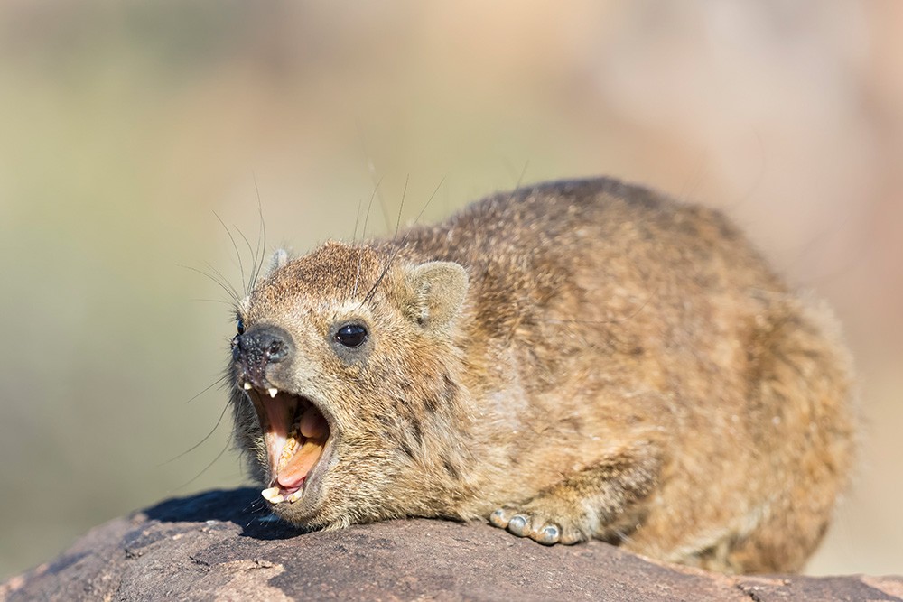 Tiere-auf-ASI-Reisen0002