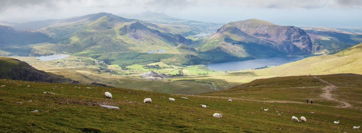 Schafe am Mount Snowdon