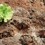 Vulkanismus und Vegetation auf La Palma