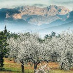 Mandelblüte Mallorca