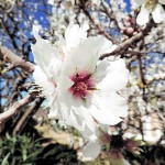 Mandelblüte Mallorca