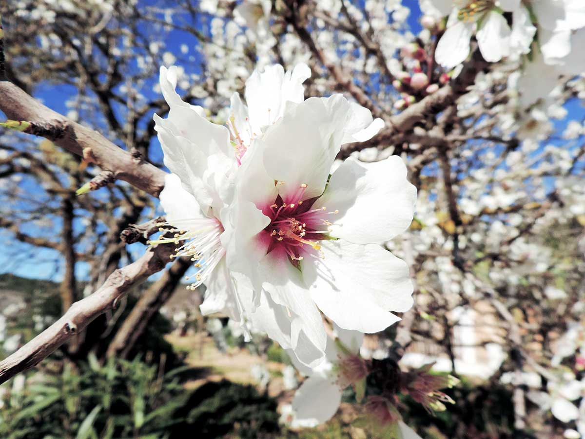 Mandelblüte Mallorca