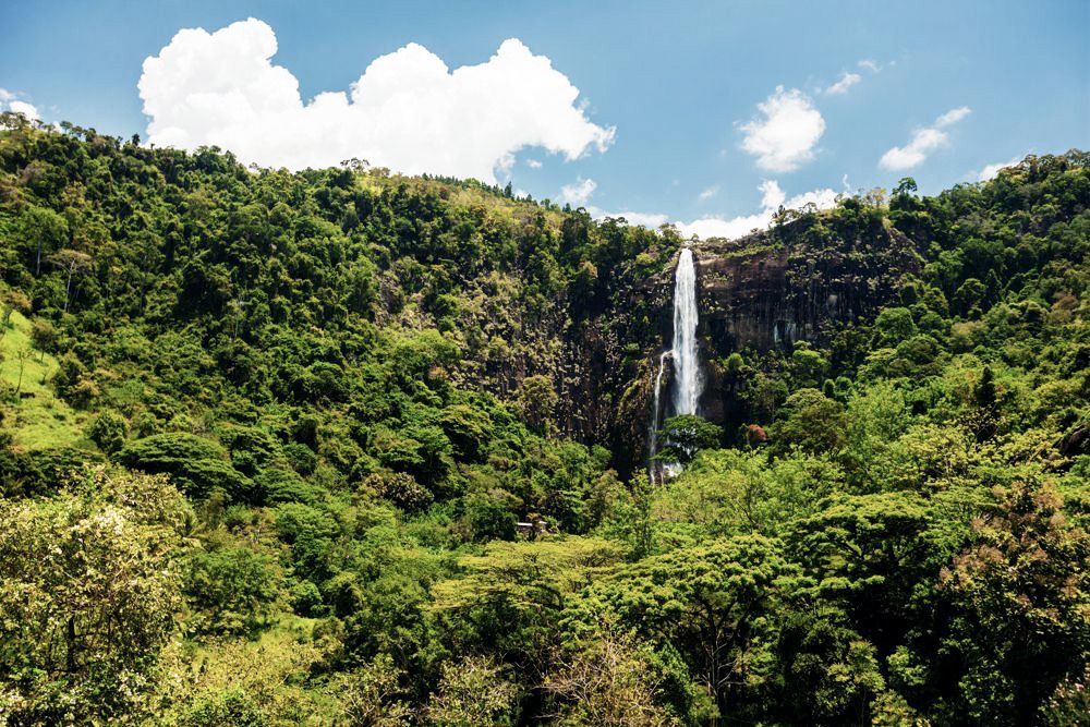 Dschungel Sri Lanka