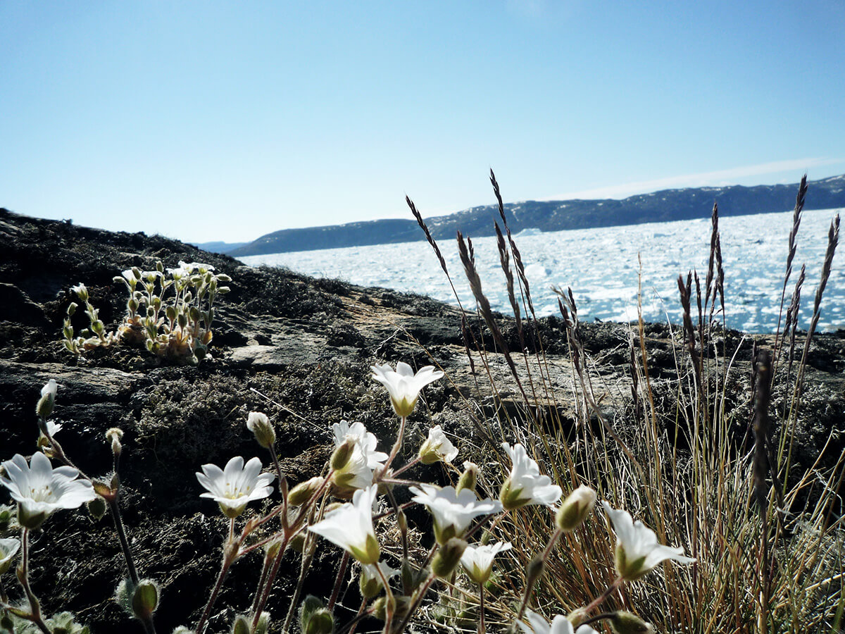 UNESCO Weltnaturerbe Kangia Eisfjord