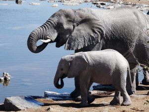 Big Five Namibia