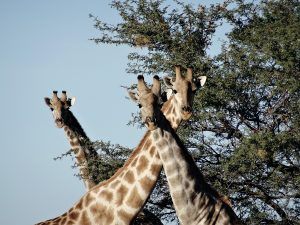 Safari Namibia