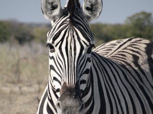 Namibia