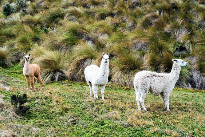 Ecuador