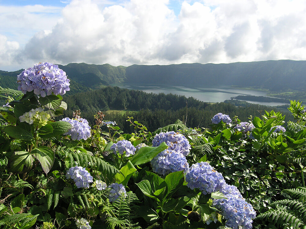 Der Sete Cidades mit den Hortensien im Vordergrund.