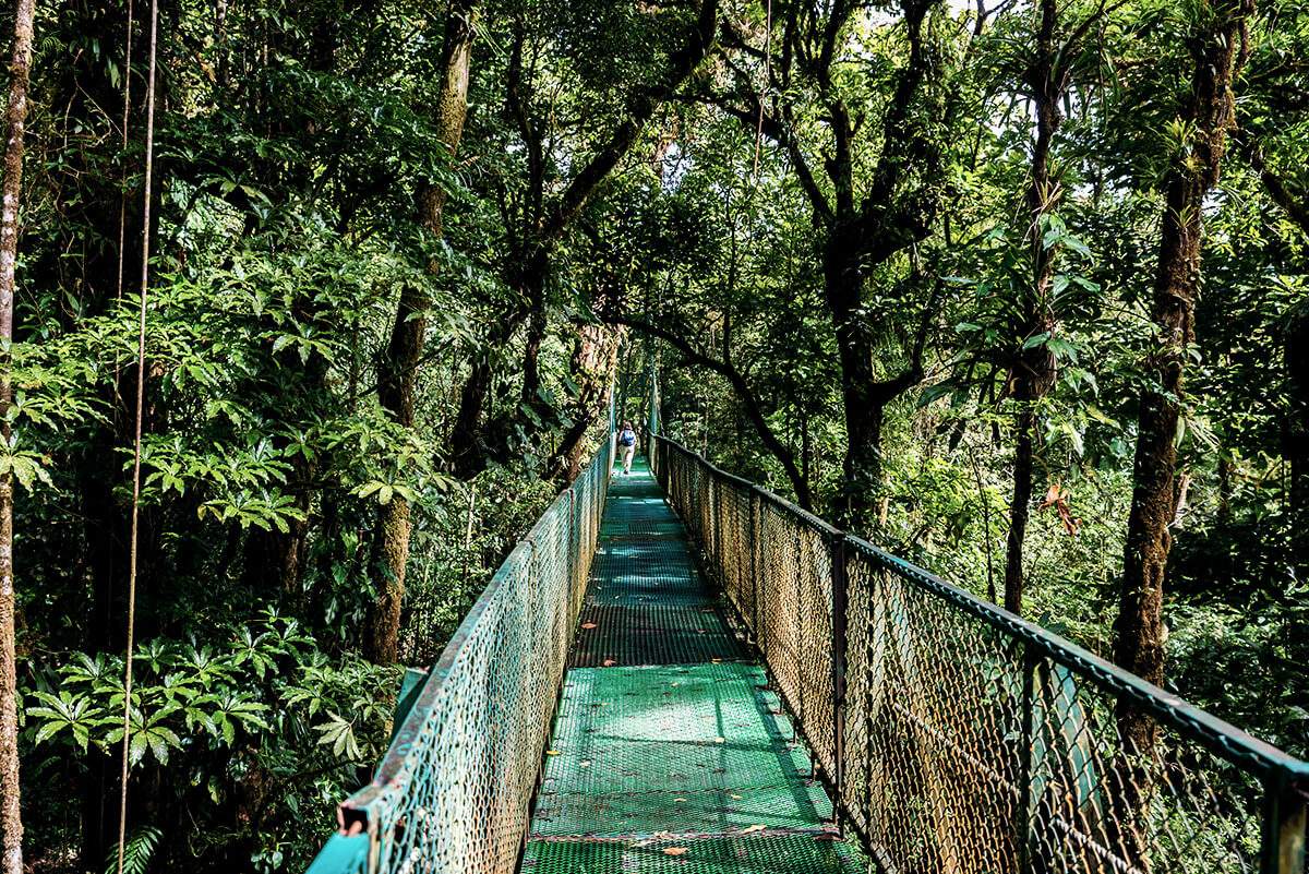 In der Nebelwaldregion Monteverde tummeln sich eine Vielzahl an Tierarten herum.