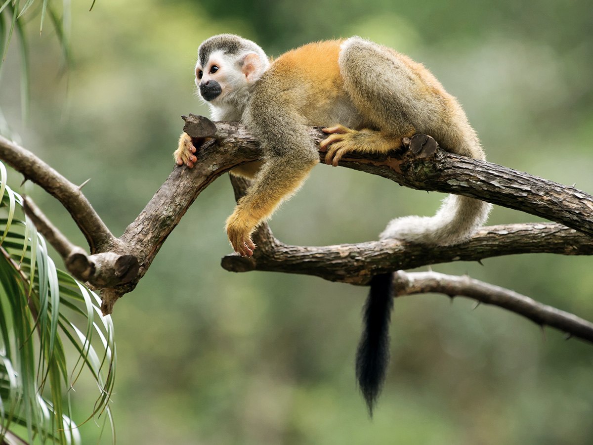 Tierwelt in Costa Rica
