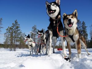 Huskytour Finnisch Lappland