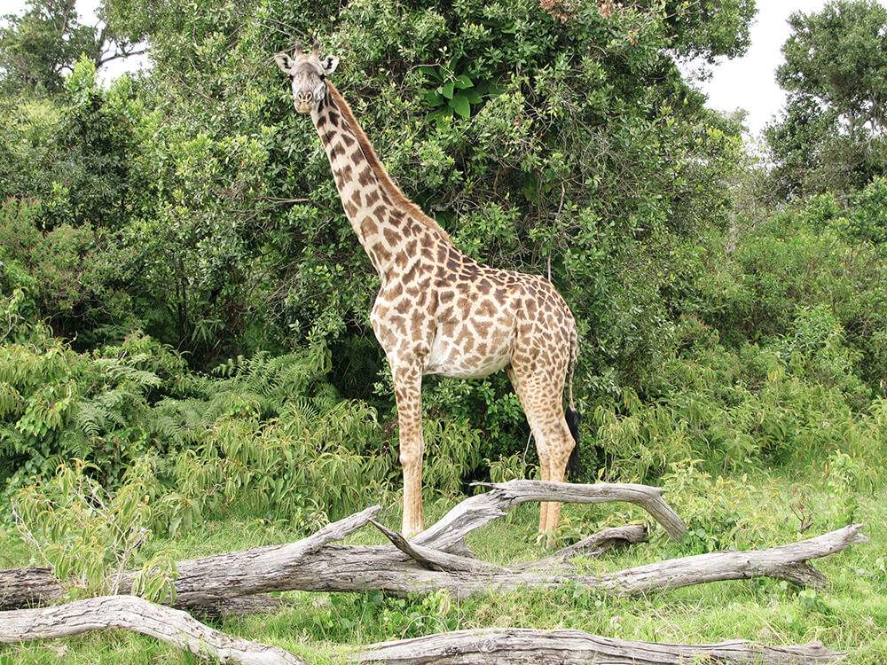 Safari Tansania