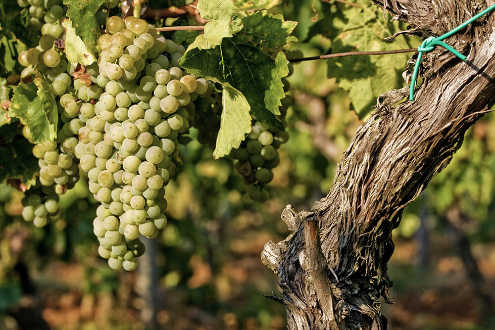Weinanbau in Kroatien