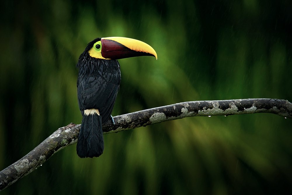 Fauna Nicaragua Fauna Nicaragua