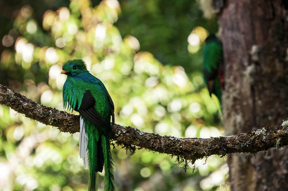 blau-grüner Vogel sitzt auf Ast eines Baumes
