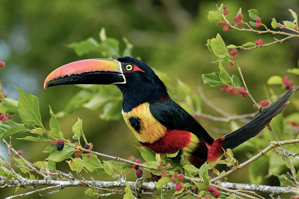 Tukan Costa Rica