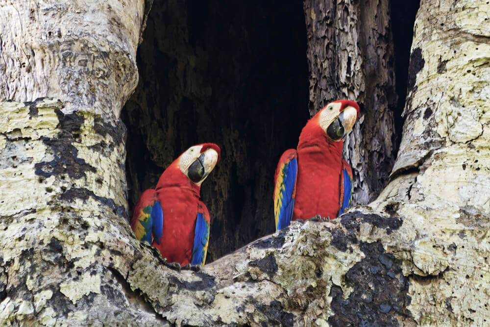 Ara Costa Rica