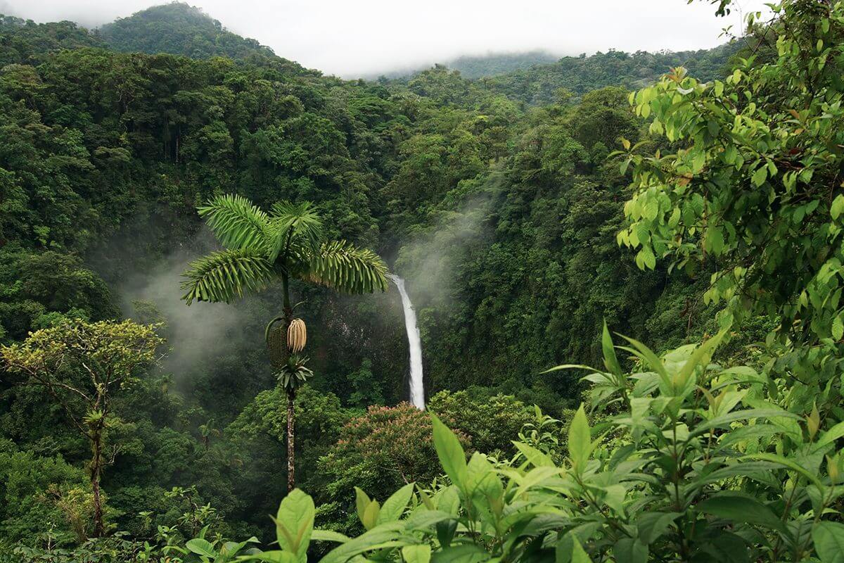 Wasserfall und grüne Bäume