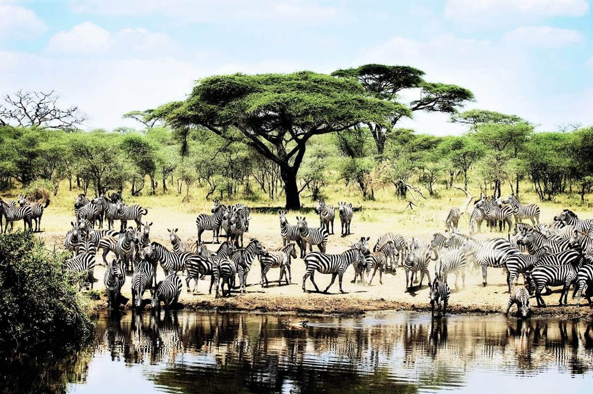Giraffen Wasserloch