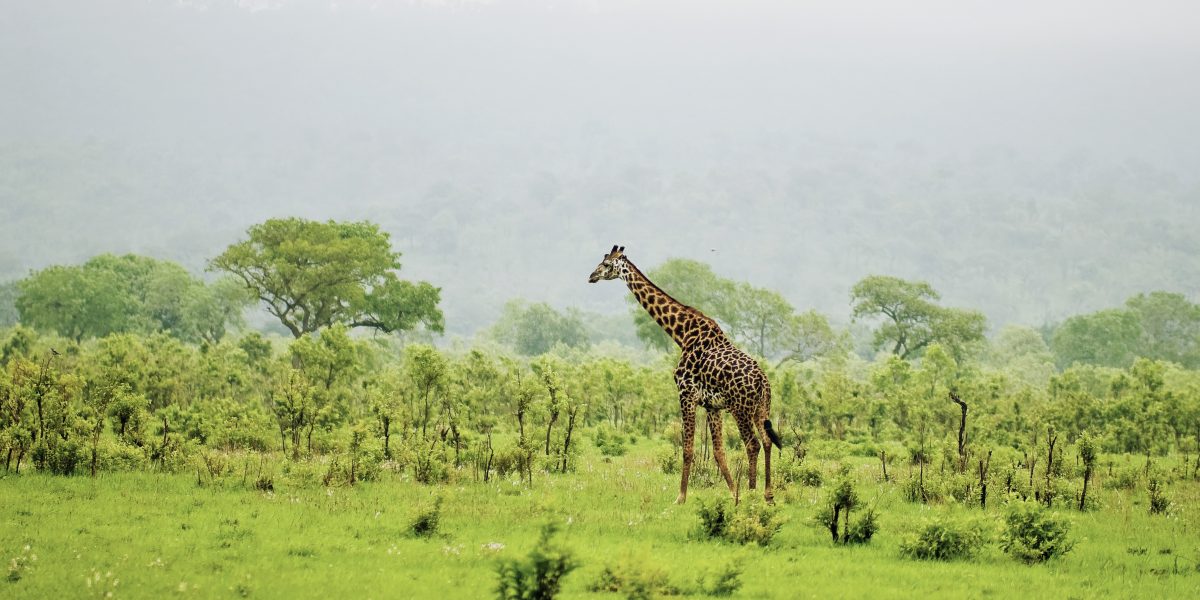 Header_Giraffe