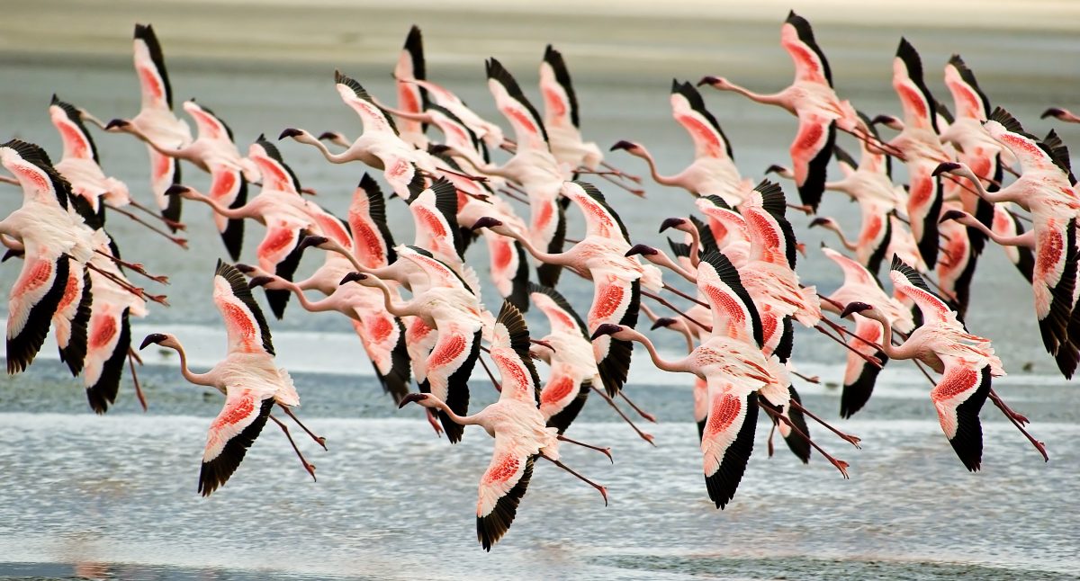 Lake Manyara NP