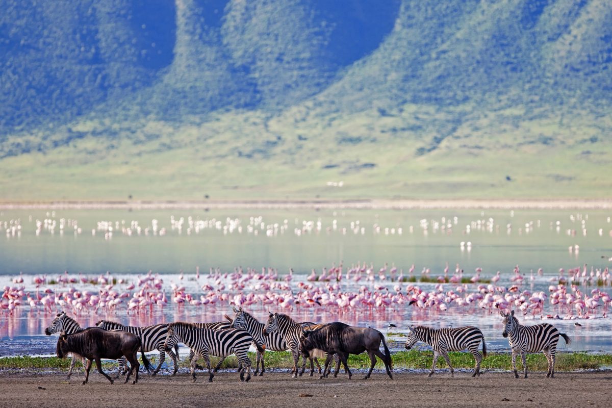 Ngorongoro Crater_Zebras Gnus