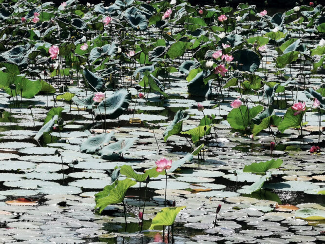 Rosa blühende Seerosen auf einem Teich