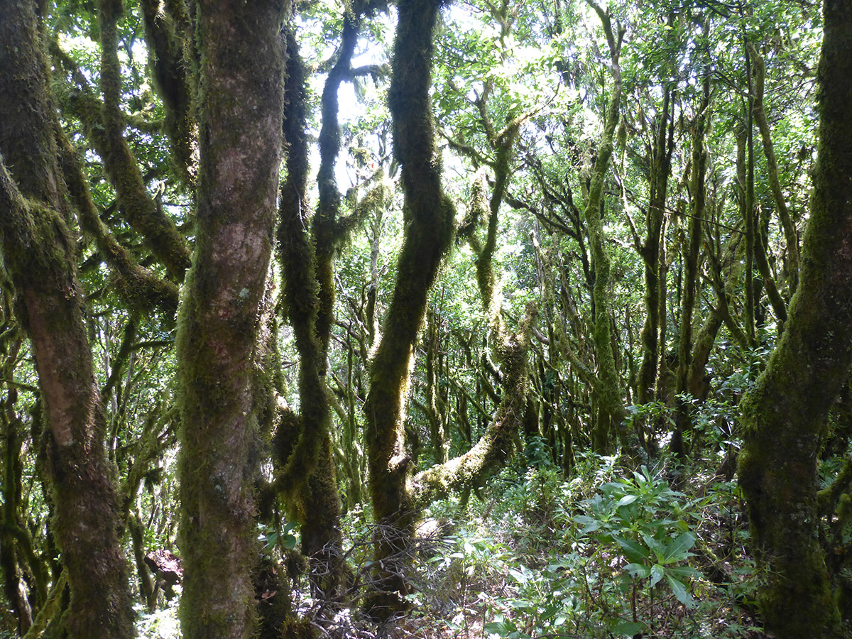 Durch den Lorbeerwald im Garajonay Nationalpark