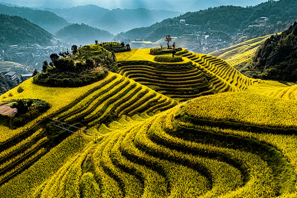Chinas Teeplantagen