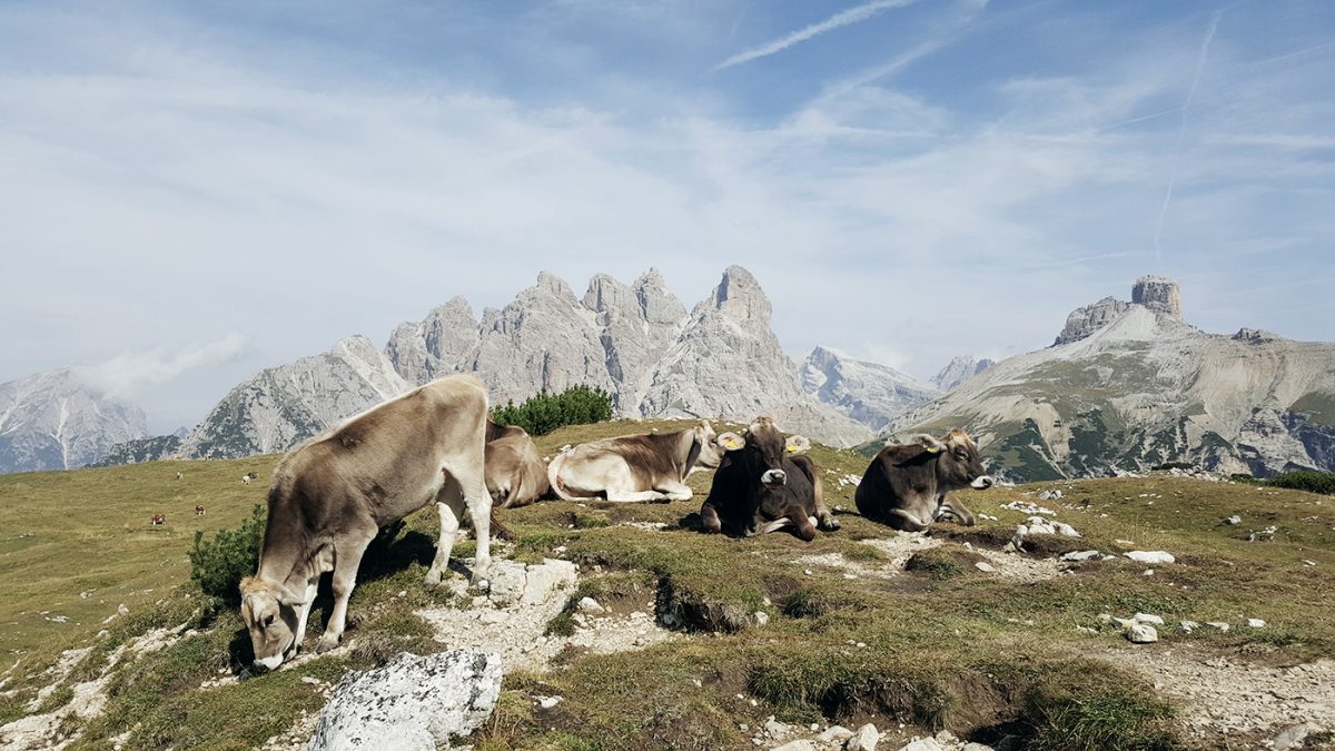 Kühe Dolomiten