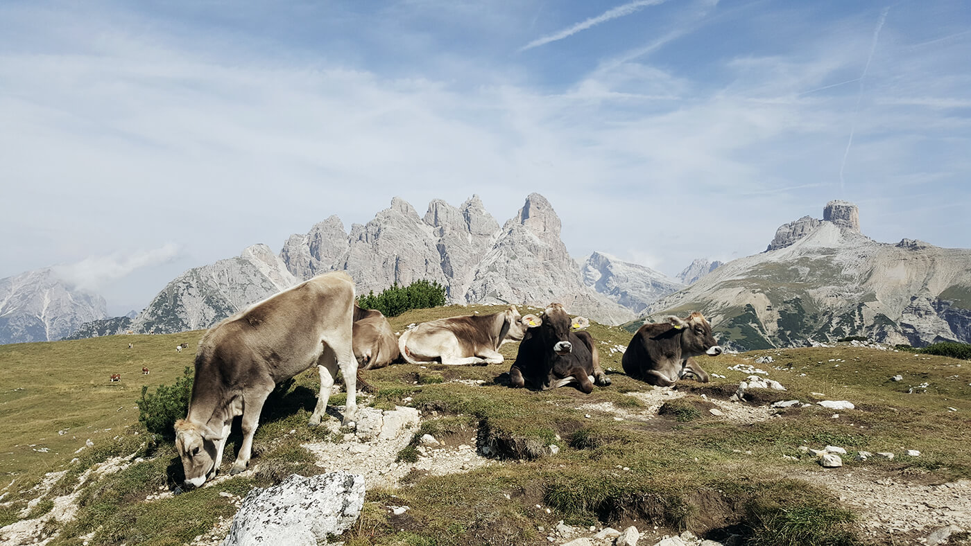 Kühe Dolomiten