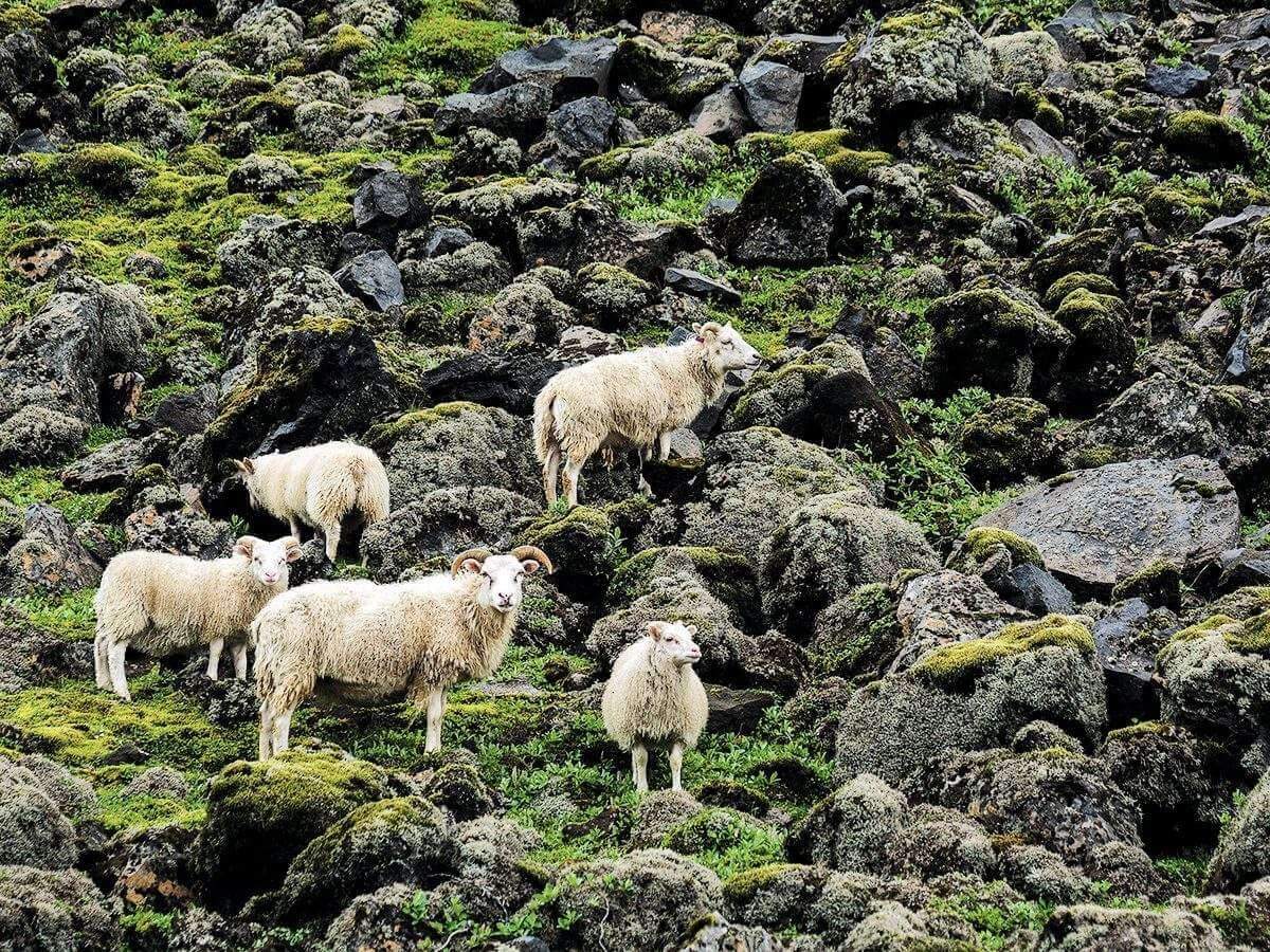 Schafe auf Island