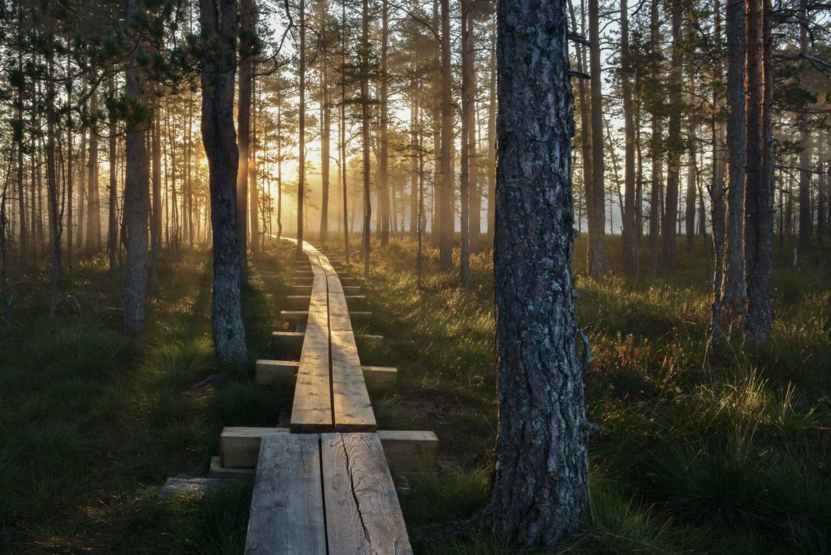 Holzsteg ueber Moor durch Wald mit Sonnenuntergang