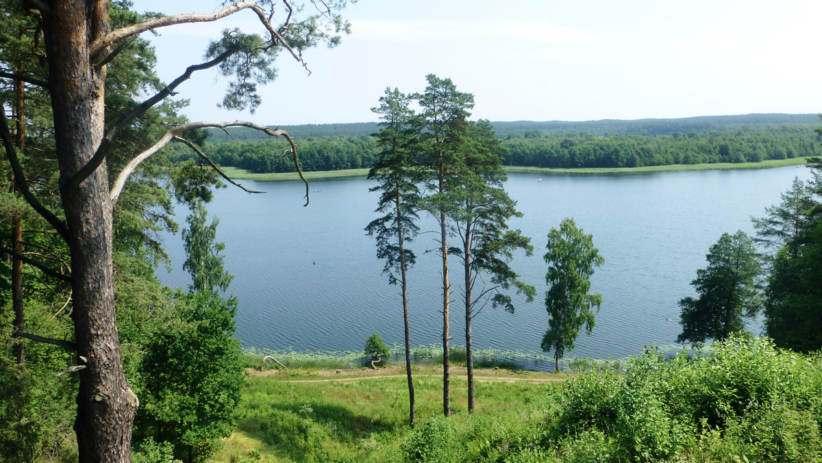 Wald und See