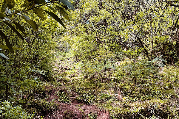 Grüne, bewachsene Landschaft von Madeira