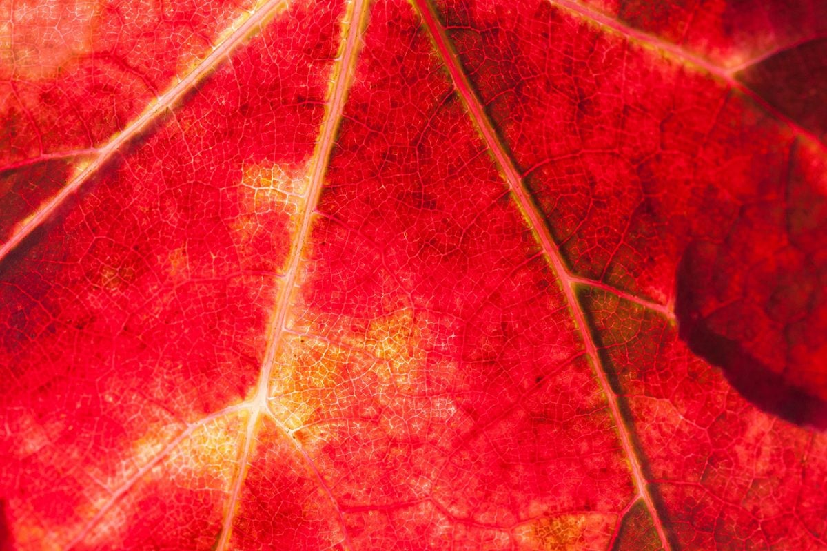 rotes Herbstblatt Nahaufnahme