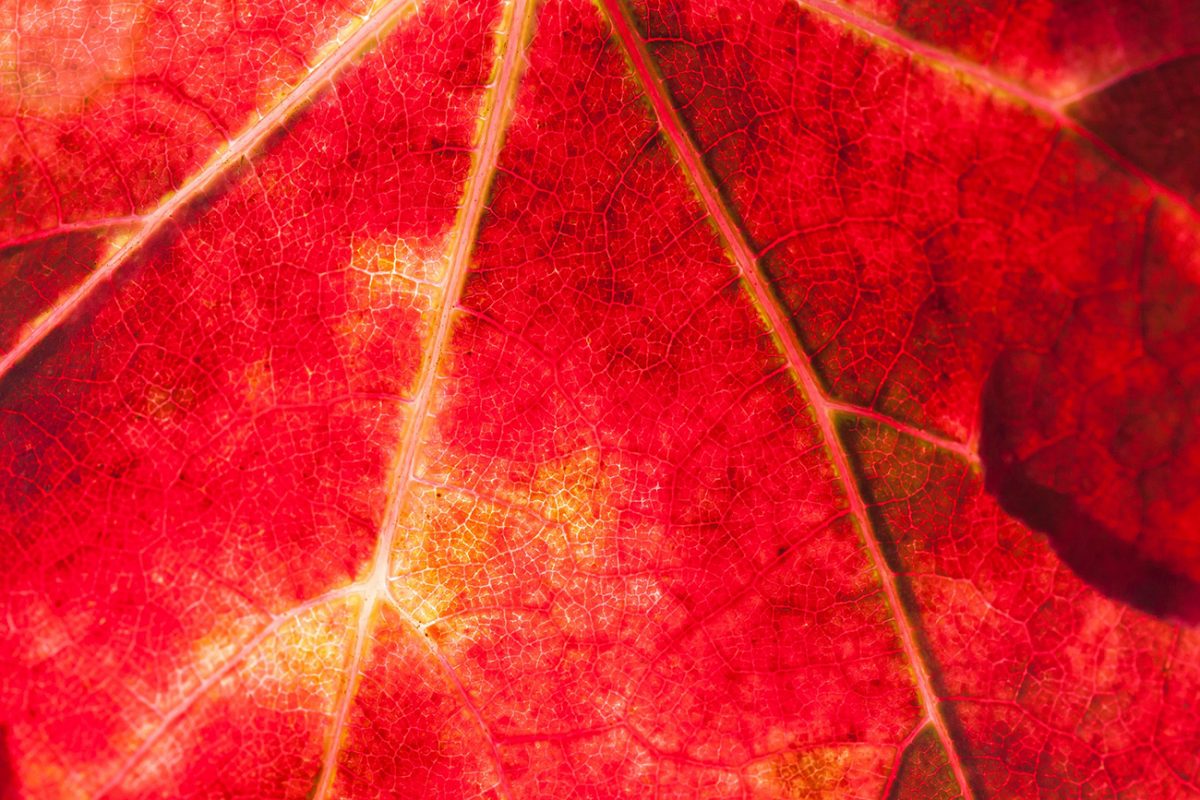 rotes Herbstblatt Nahaufnahme