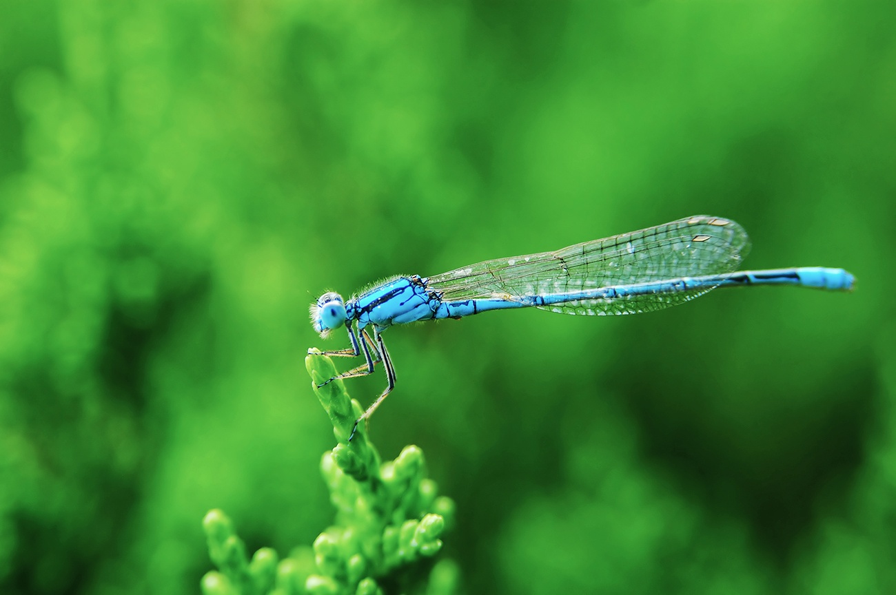 Libelle